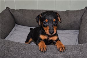 Phillip - Miniature Pinscher for sale