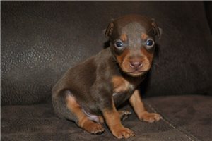 Beamer - puppy for sale