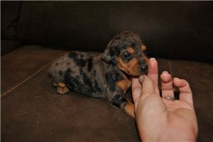 Maisie - Miniature Pinscher for sale