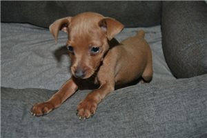 Olivia - Miniature Pinscher for sale