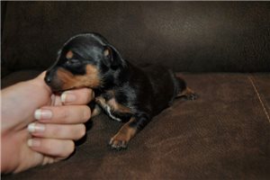 Latka - Miniature Pinscher for sale