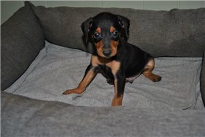 Preston - Miniature Pinscher for sale