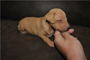 Manny - Miniature Pinscher for sale