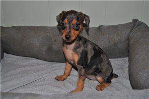 Maisie - Miniature Pinscher for sale