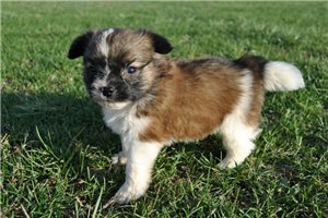 Parson - Papillon for sale
