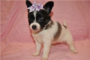 Susie - Papillon for sale