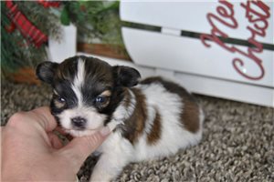 Breslin - Papillon for sale