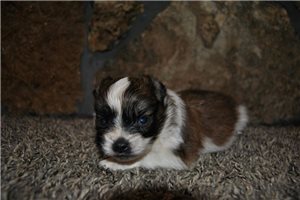 Pascal - puppy for sale