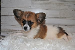 Bernard - Papillon for sale