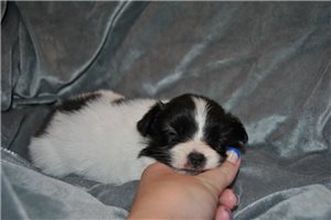 Susie - Papillon for sale
