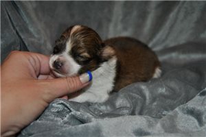 Stone - Papillon for sale