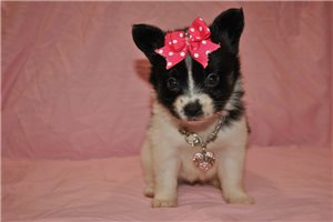 Sutton - Papillon for sale