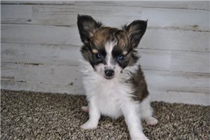 Papillon for Sale | Puppies | Pawrade.com
