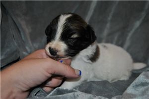 Sweetheart - Papillon for sale