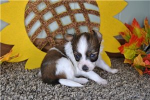 Bennett - Papillon for sale