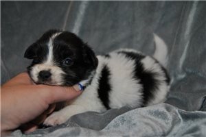 Sutton - Papillon for sale