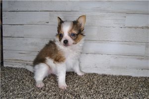 Papillon♡ Top 21 Papillon Puppies for Sale in Central Louisiana | Pawrade.com