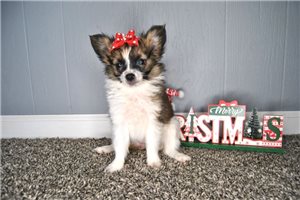 Papillon♡ Papillon – Petland Lee's Summit, MO