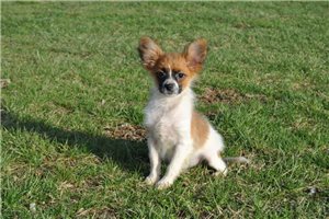 Bernard - Papillon for sale
