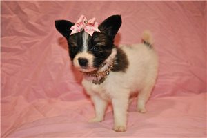 Sweetheart - Papillon for sale