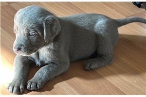 Elijah - puppy for sale