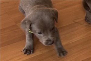 Finnegan - Labrador Retriever for sale