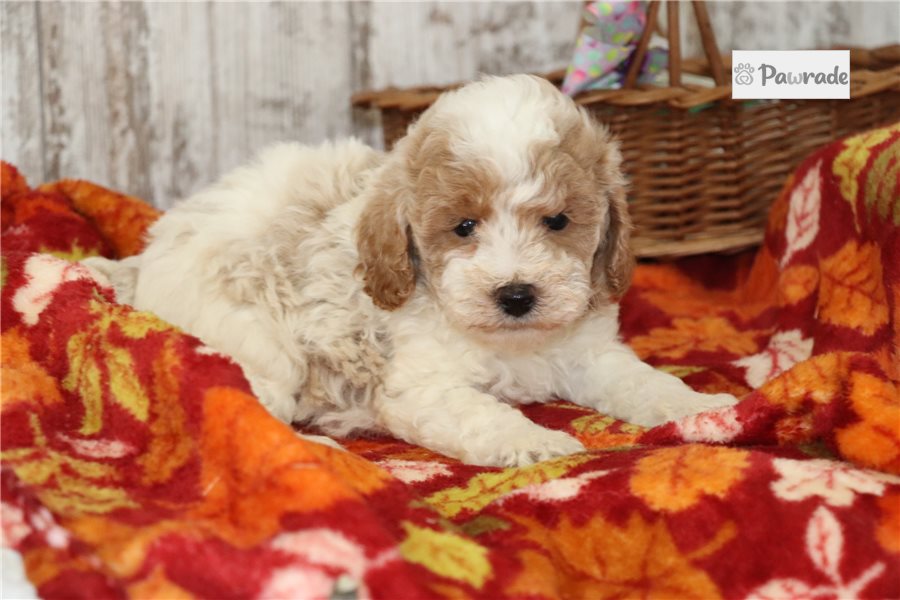 Sherman - Maltipoo for sale
