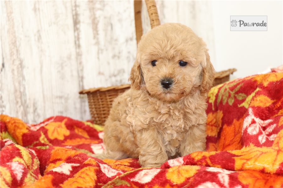 Ruger - Maltipoo for sale