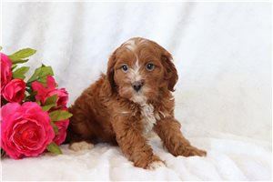 Violet - Cavapoo for sale