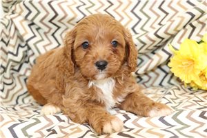 Soldier - Cavapoo for sale
