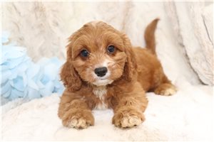 Travis - Cavapoo for sale