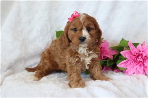Willa - Cavapoo for sale