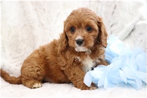 Rexi - Cavapoo for sale