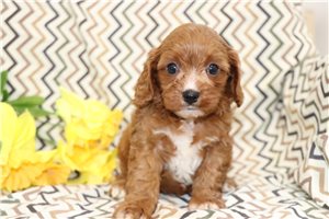 Rexi - Cavapoo for sale
