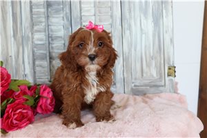 Violet - Cavapoo for sale