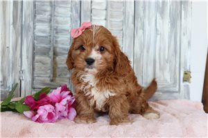 Willa - Cavapoo for sale