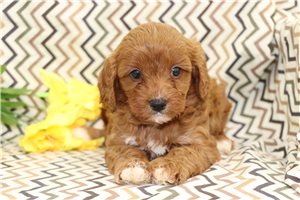 Vance - Cavapoo for sale