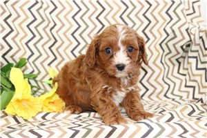 Warrior - Cavapoo for sale