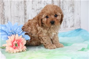 Donnie - Cavapoo for sale