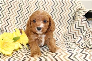 Travis - Cavapoo for sale