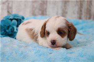 Archie - Cavapoo for sale