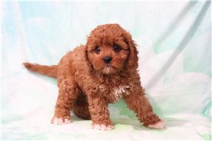 Hooley - puppy for sale