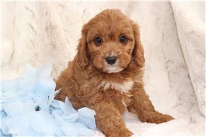 Vance - Cavapoo for sale