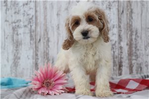 Penny - Cockapoo for sale