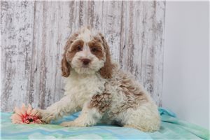Olive - puppy for sale