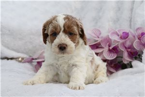 Hayes - Cockapoo for sale