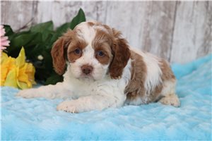 Willow - Cockapoo for sale