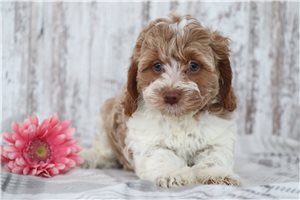 Tara - puppy for sale