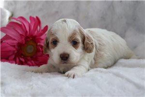 Vicky - Cockapoo for sale