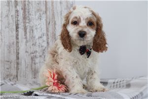 Grady - puppy for sale